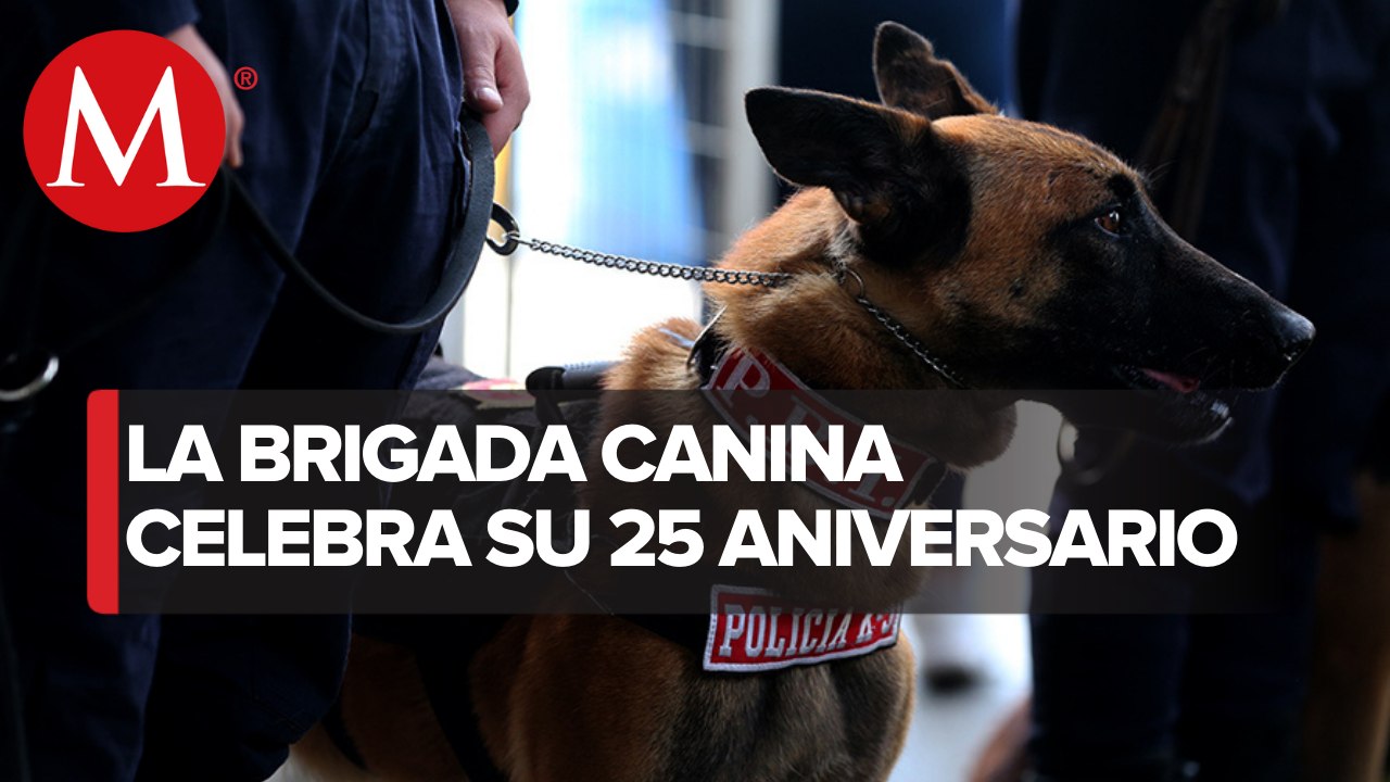 Grupo Especial Canino de la PBI cumple 25 años: "perros son seres extraordinarios"