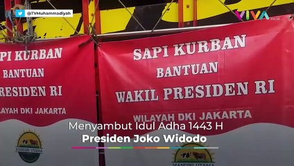 Penampakan Sapi Kurban Jokowi, Beratnya hingga 1 Ton Lebih!
