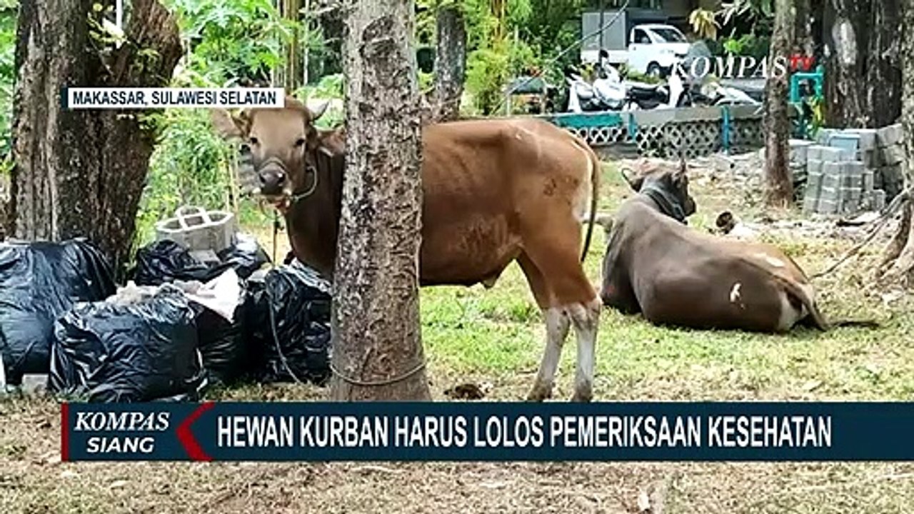 Di Makassar, 17 Ekor Sapi & 9 Kambing Kurban Harus Lalui Cek Kesehatan Guna Hindari Wabah PMK!