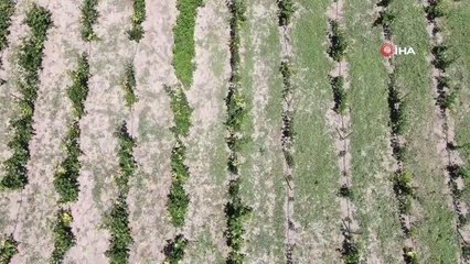 Bu bahçenin ziyaretçileri meyvelerini dalından topluyor