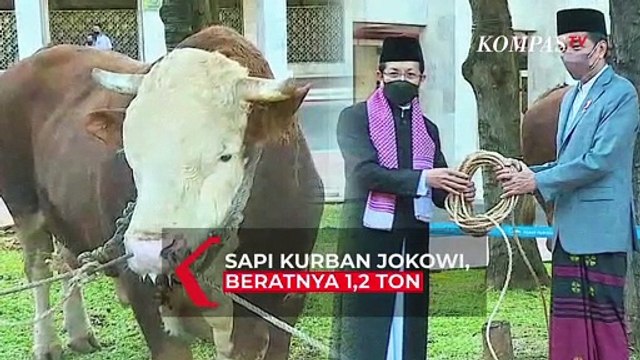 Presiden Jokowi Serahkan Sapi Kurban ke Istiqlal, Jenis Simental Beratnya 1,2 Ton!