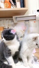 Good news for cat lovers