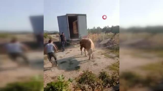 Kurbanlık boğa sahiplerine zor anlar yaşattı