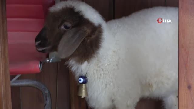 Annesi ölen koyunu bebeği gibi besliyor