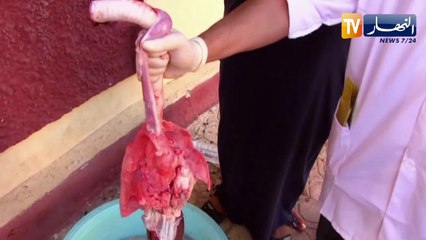 الشلف: تسخير أكثر من 100 طبيب بيطري لمراقبة نوعية اللحوم خلال عيد الأضحى