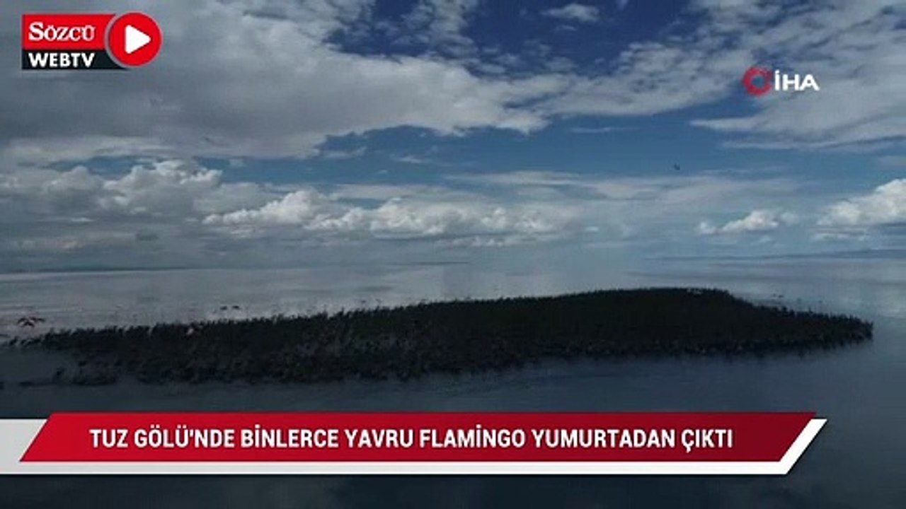 Tuz Gölü’nde binlerce yavru flamingo yumurtadan çıktı