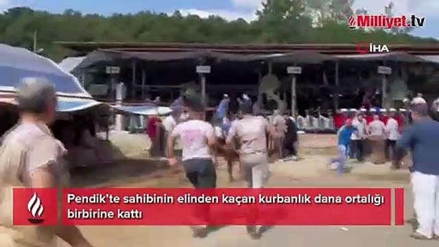 Pendik’te sahibinin elinden kaçan kurbanlık dana ortalığı birbirine kattı