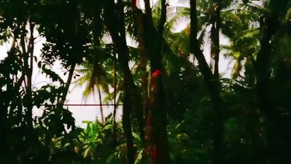 Hard Rain Sounds in The Forest at Evening, Rainy Noise to Help Deep Sleep, Relax and Stress Relief