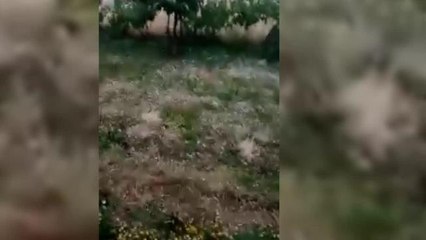 Nallıhan'da Sağanak Yağış Sele Neden Oldu