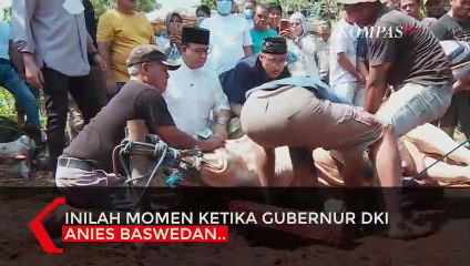 Detik-detik Anies Potong Sendiri Kurban Sapi 1 Ton Miliknya: Diajari Ayah Sejak Kecil