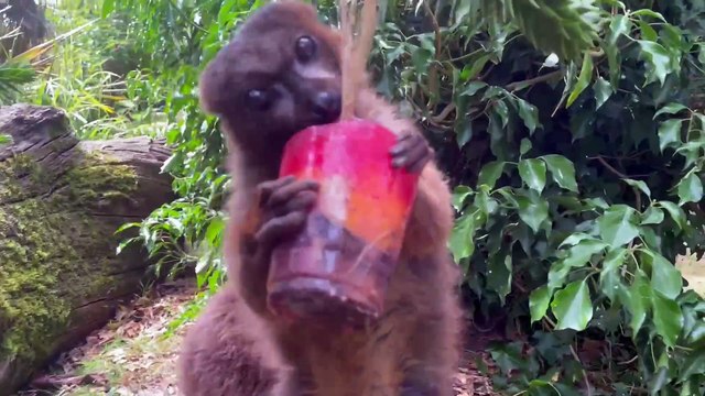 Animals keeping cool at a Cotswold wildlife park during summer heatwave