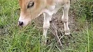 Cutest calf video | Calf | Baby calf