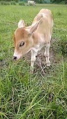Cutest calf video | Calf | Baby calf