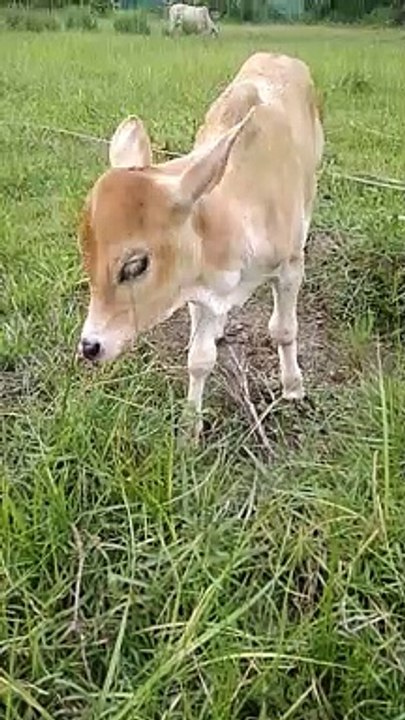 Cutest calf video | Calf | Baby calf