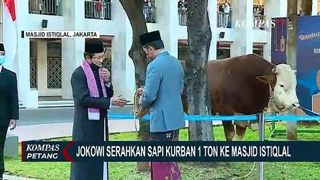 Jokowi Serahkan Sapi Kurban Seberat 1,2 Ton ke Imam Besar Masjid Istiqlal
