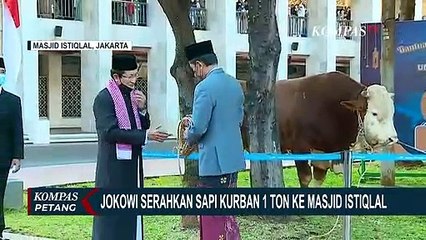 Jokowi Serahkan Sapi Kurban Seberat 1,2 Ton ke Imam Besar Masjid Istiqlal