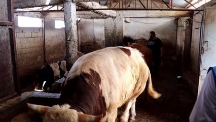 TDV, Siirt'te 2 bin 500 ihtiyaç sahibine kurban etlerini ulaştıracak