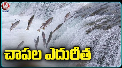 Fishes Swim Upstream  _  Dichpally _ Nizamabad Dist _ V6 News