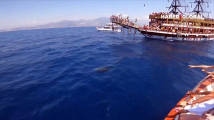 Tur teknesindeki turistlere yunus sürprizi