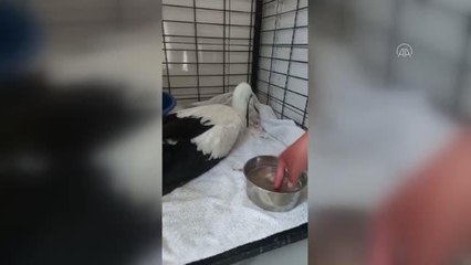 AFYONKARAHİSAR - Cami avlusunda bulunan leylek yavrusu koruma altına alındı