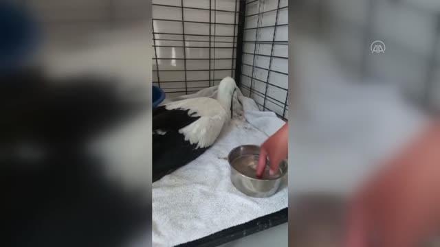 AFYONKARAHİSAR - Cami avlusunda bulunan leylek yavrusu koruma altına alındı