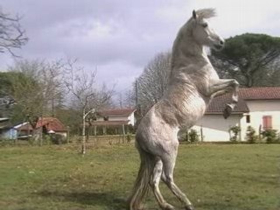 Gallo et cricri