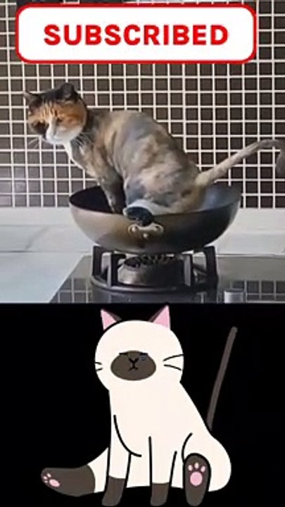 Cat funny videos