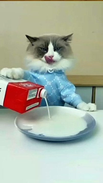 Funny Cats