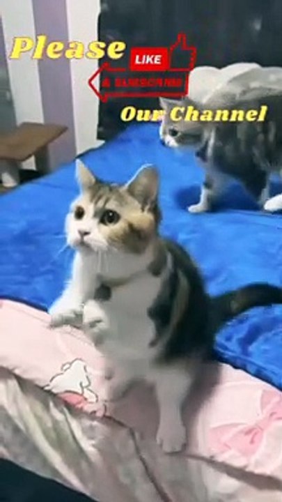 Funny Cats | funny animals