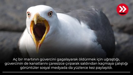 Böylesi hiç görülmedi! 'Yamyam martılar' dehşet saçıyor
