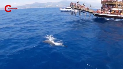 Antalya'da yunuslar turist teknesiyle yüzdü