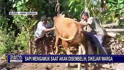 Serba-serbi Perayaan Idul Adha, Hewan Kurban Lepas Hingga Kecebur ke Kali