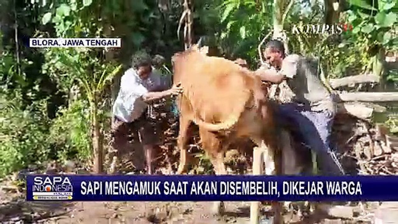 Serba-serbi Perayaan Idul Adha, Hewan Kurban Lepas Hingga Kecebur ke Kali