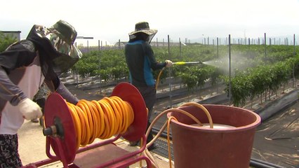 변덕스러운 폭염·장마 반복...농작물 관리 비상 / YTN