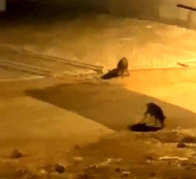 Aç kalan domuz sürüsü şehre indi