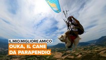Hai mai visto un cane volare?