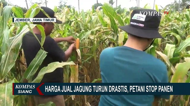 Petani Jagung di Jember Pilih Tidak Memanen Lahan Seluas 30 Hektar, Ini Alasannya!