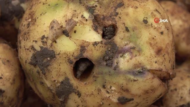 Trabzon'da Katil salyangoz istilası