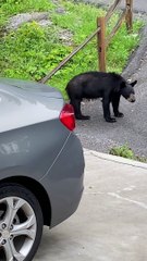 Bear Gets Into Family's Car