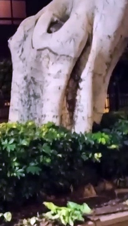 Graban a una familia de ratas en la Rambla de Santa Cruz