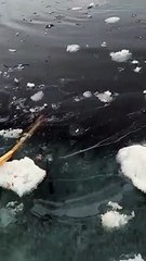 Bowhead Whale Emerges From Icy Water