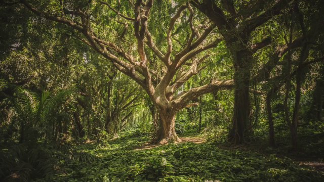 Belajar Mengenal Nama Nama Hewan part 1