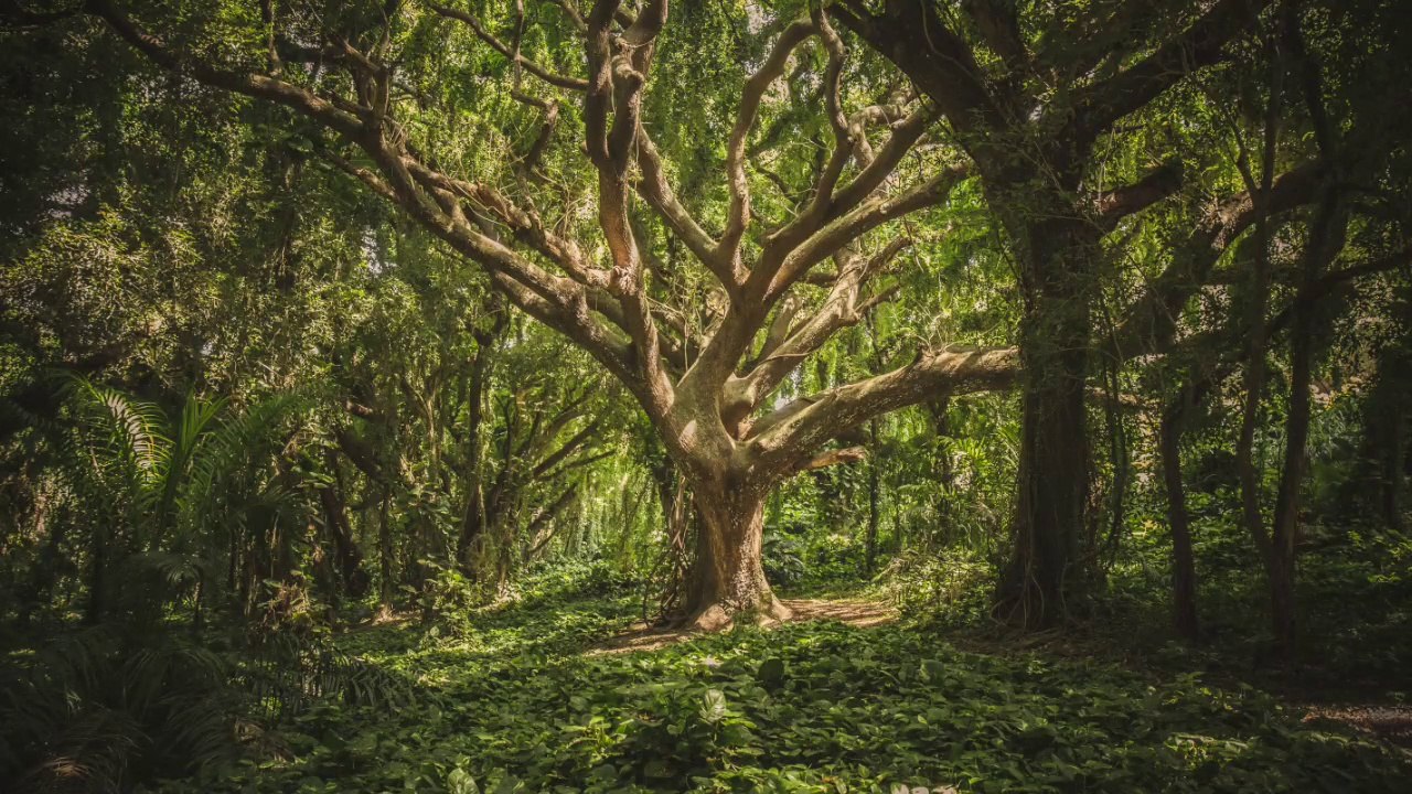 Belajar Mengenal Nama Nama Hewan part 1