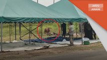 Program Korban | Lembu mengamuk selepas tali pengikatnya terputus