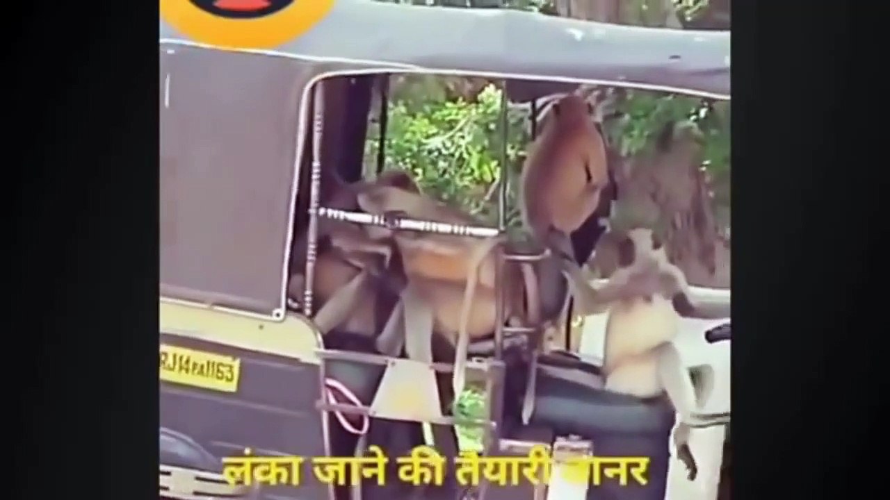Funniest Animals  - Funny videos
