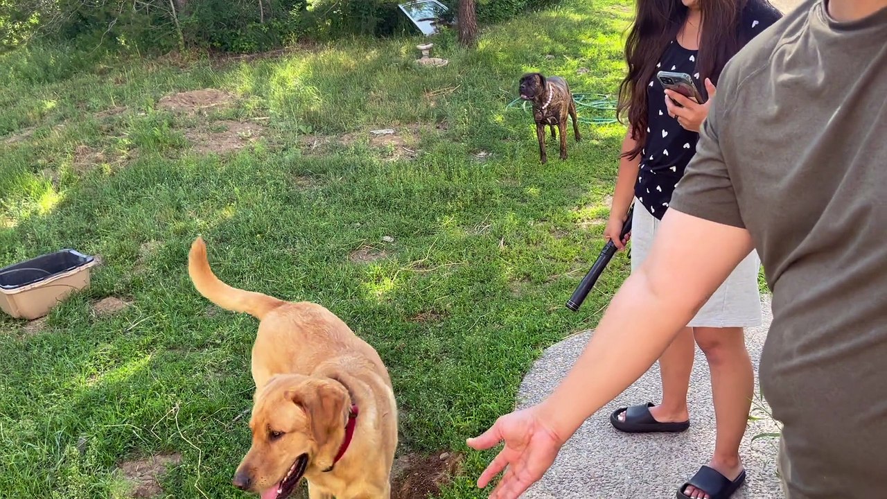Testing my Cattle Prod - video Dailymotion