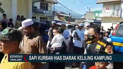 Sambut Hari Raya Idul Adha, Warga Desa Sukamaju Arak Sapi Hias Keliling Kampung!