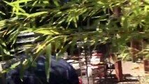 Thief steals medicinal Marijuana, and gets caught, so he attempts to burn the evidence, which is the medicinal Marijuana.