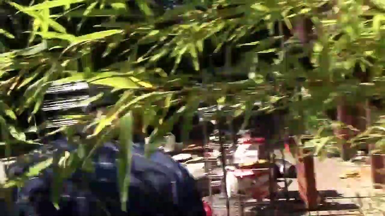 Thief steals medicinal Marijuana, and gets caught, so he attempts to burn the evidence, which is the medicinal Marijuana.