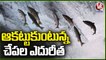 Public Enjoy As Fishes Swim At Dharmaram River _ Nizamabad _ V6 News